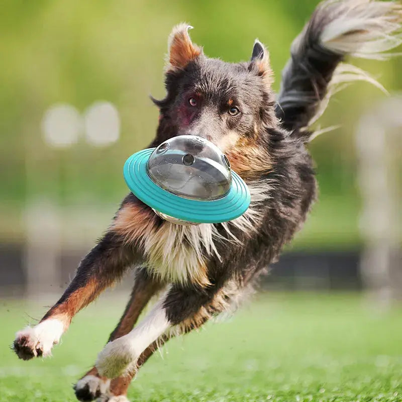 Flying Saucer Dog Slow Food Feeder