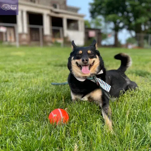 PawPogo™