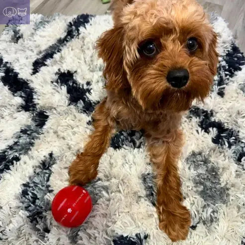 PawPogo™