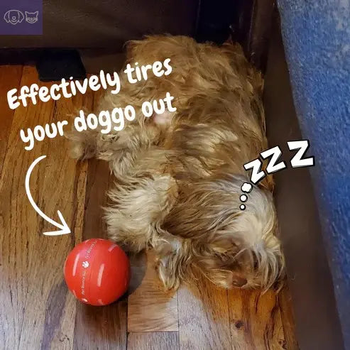 PawPogo™