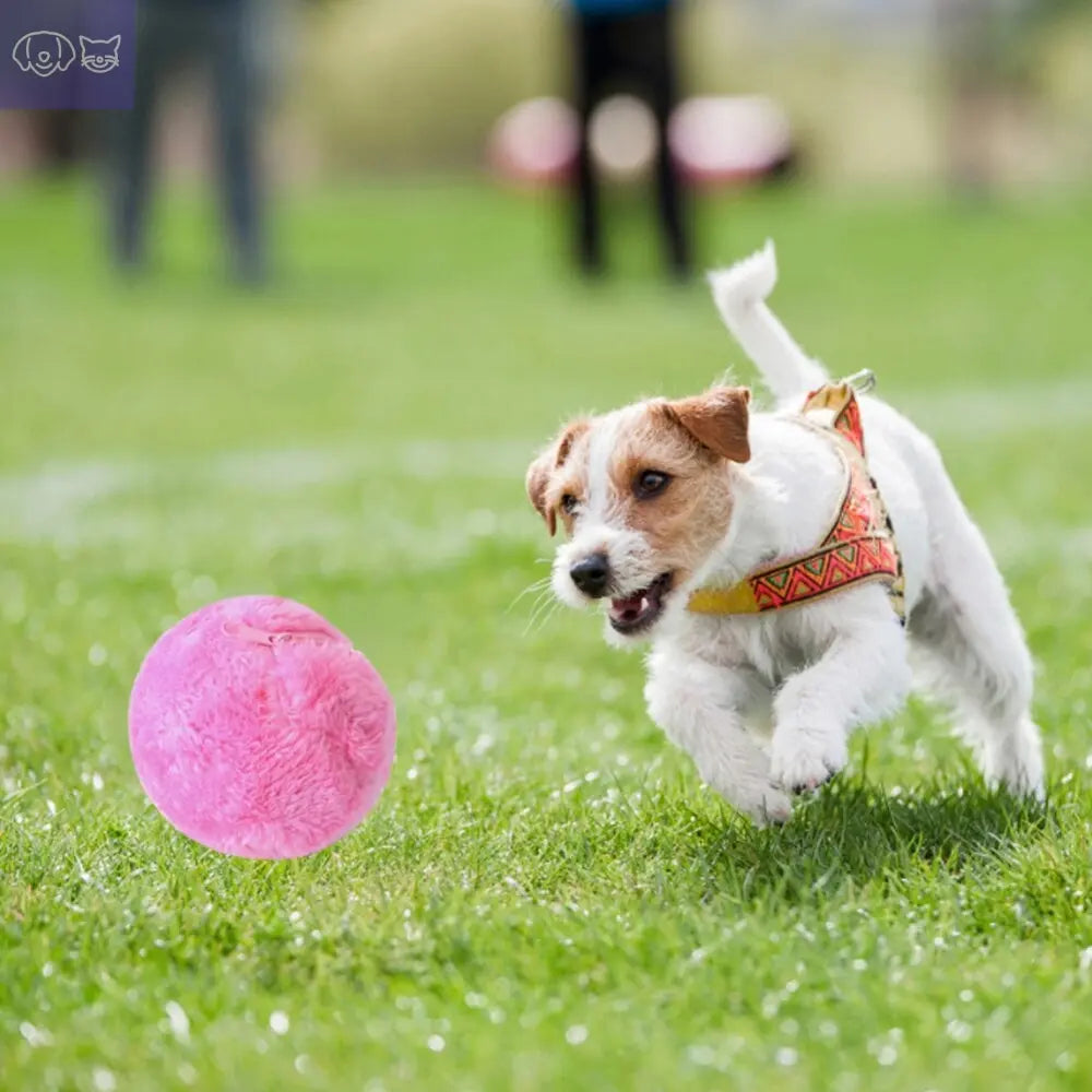PawMagic Roller™ – Auto-Moving Ball