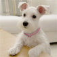 Crystal  Dog Collar