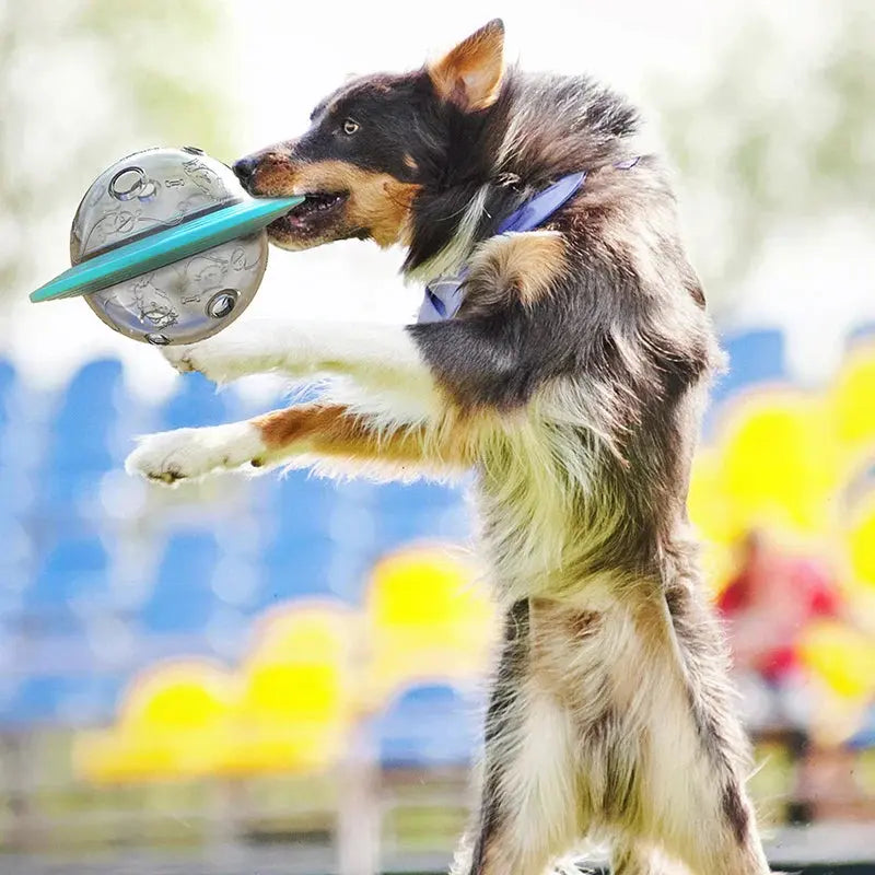 Flying Saucer Dog Slow Food Feeder