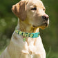 Fruit Pattern Dog Collar with Metal Pendant – Stylish & Comfortable