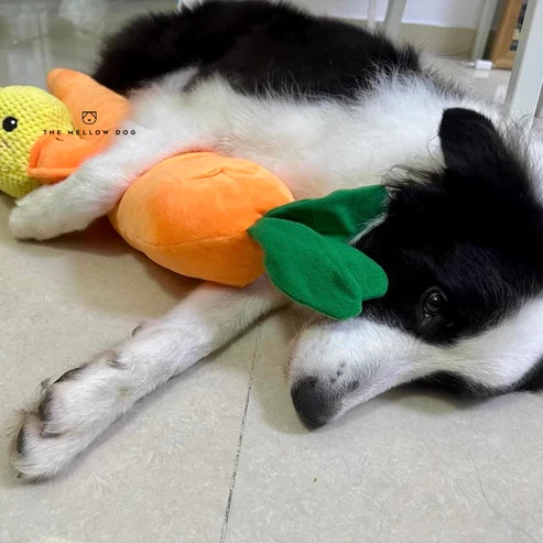 ZenChomp™ Calming Dog Toy