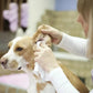 Pet Ear Powder